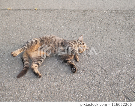 tabby cat lying on the roadside 116652266