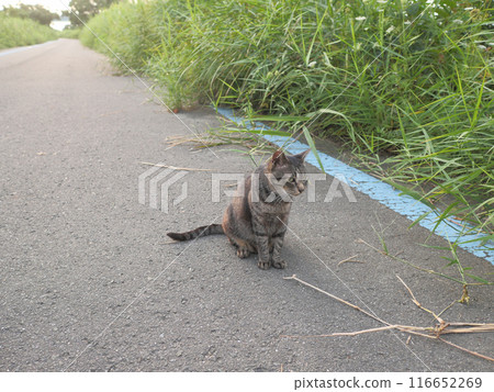 Tabby cat sitting by the roadside 116652269