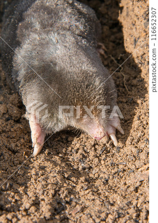 European mole (Talpa europaea) is a mammal of the order Eulipotyphla. It is also known as the common mole and the northern mole. European mole (Talpa europaea) is a mammal of the order Eulipotyphla. It is also known as the common mole and the northern mole. 116652307
