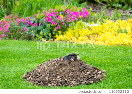 Mole animal - Talpa Europaea, causing damage as a pest in the garden with its mole hills and underground tunnels Mole animal - Talpa Europaea, causing damage as a pest in the garden with its mole hills and underground tunnels 116652310