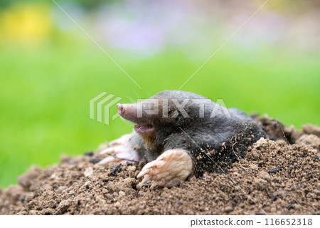 Mole animal - Talpa Europaea, causing damage as a pest in the garden with its mole hills and underground tunnels 116652318