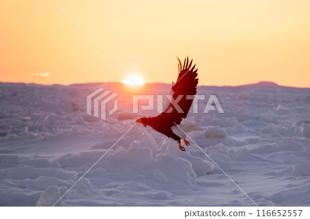 A sea of white snow and a white-tailed eagle flying in the morning sky A sea of white snow and a white-tailed eagle flying in the morning sky 116652557