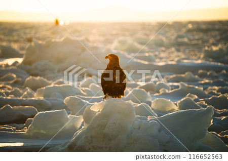 A Steller's sea eagle rests on drift ice bathed in the morning sun in the frigid cold of Shiretoko A Steller's sea eagle rests on drift ice bathed in the morning sun in the frigid cold of Shiretoko 116652563
