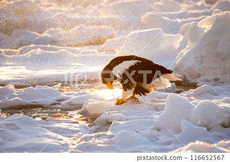 A Steller's sea eagle rests on drift ice, bathed in the morning sun and water spray in the frigid cold of Shiretoko 116652567