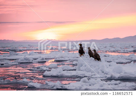 Sunset over the sea of drift ice and a Steller's sea eagle Sunset over the sea of drift ice and a Steller's sea eagle 116652571