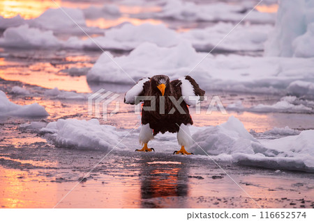 The sun rises and the sea turns orange; a Steller's sea eagle lands on drift ice 116652574
