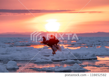A Steller's sea eagle flies over drift ice in the beautiful morning sun of Shiretoko A Steller's sea eagle flies over drift ice in the beautiful morning sun of Shiretoko 116652582