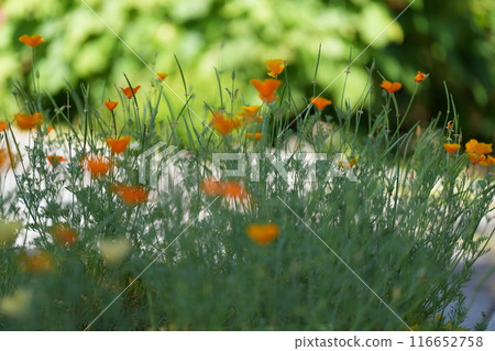 舒緩的橙花 116652758
