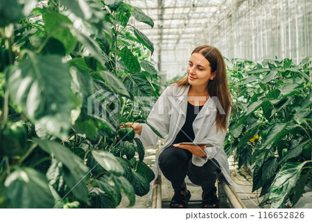Worker collects data on tablet about growth of vegetables in greenhouse. Young woman biologist examines, touches stem of bell pepper plant in greenhouse. Portrait of biologist botanist at work 116652826