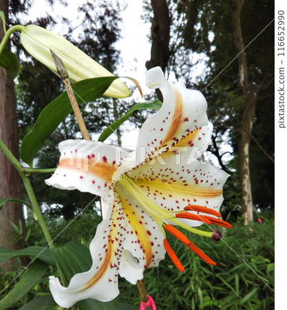 Mountain lilies blooming in the summer forest release a gorgeous fragrance 116652990