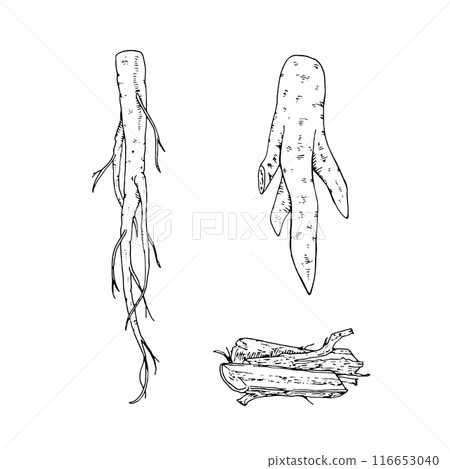 Ginseng Root Vector outline illustration. Hand drawn graphic clipart. Food black and white line art. Officinalis herb linear drawing on transparent background. Medicinal plant sketch Ginseng Root Vector outline illustration. Hand drawn graphic clipart. Food black and white line art. Officinalis herb linear drawing on transparent background. Medicinal plant sketch 116653040