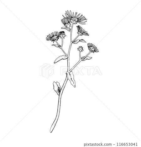Elecampane Vector outline illustration. Hand drawn graphic clipart of inula flower. Britannica black and white line art. Officinalis herb drawing on transparent background. Medicinal plant sketch Elecampane Vector outline illustration. Hand drawn graphic clipart of inula flower. Britannica black and white line art. Officinalis herb drawing on transparent background. Medicinal plant sketch 116653041