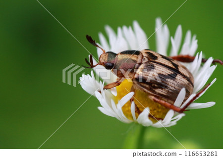 Flowers of anemone (Fleabane) and Japanese dung beetle (Golden back stripes) 116653281