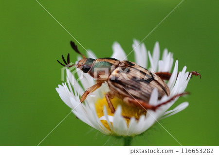 Flowers of anemone (Fleabane) and Japanese dung beetle (Golden back stripes) Flowers of anemone (Fleabane) and Japanese dung beetle (Golden back stripes) 116653282