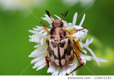 姬城園與紅腹聖甲蟲之花 姬城園與紅腹聖甲蟲之花 116653283
