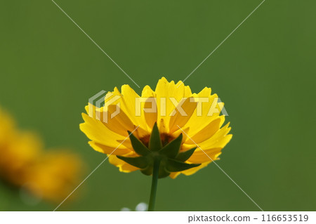 黃色的花朵可以透光 黃色的花朵可以透光 116653519