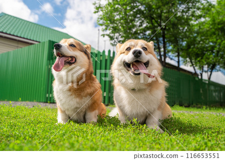 Cute Pembroke Welsh Corgi couple with tongue out strolling in a lush green park, full of joy and companionship. Cute Pembroke Welsh Corgi couple with tongue out strolling in a lush green park, full of joy and companionship. 116653551