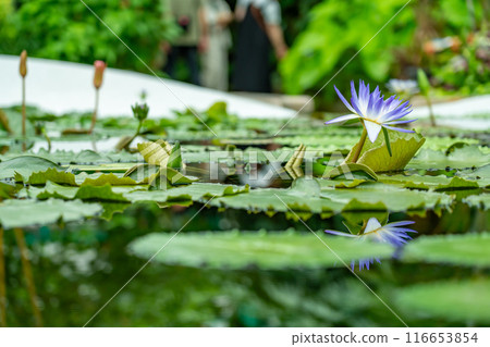 滋賀縣草津市水生植物園水之森溫室水蓮花漂浮在蓮花樓的池塘里 116653854