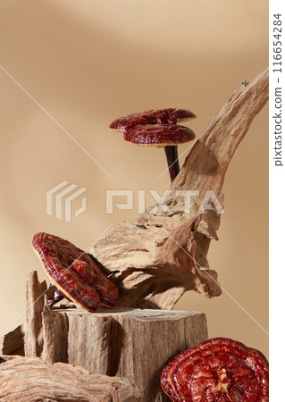 Several lingzhi mushrooms decorated with a big tree branch over beige background. Blank space on a piece of tree to show your product. Lingzhi mushrooms may lower blood pressure in some people Several lingzhi mushrooms decorated with a big tree branch over beige background. Blank space on a piece of tree to show your product. Lingzhi mushrooms may lower blood pressure in some people 116654284