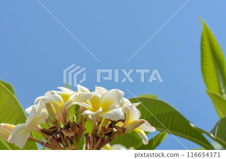 white frangipani tropical flower, plumeria flower fresh blooming 116654371