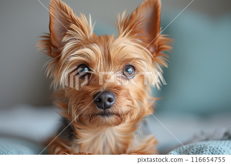 York terrier dog looking at the camera, sitting on a bed York terrier dog looking at the camera, sitting on a bed 116654755