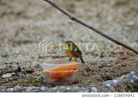 一隻飛進花園的鳥,一隻繡眼鳥。 一隻飛進花園的鳥,一隻繡眼鳥。 116654841