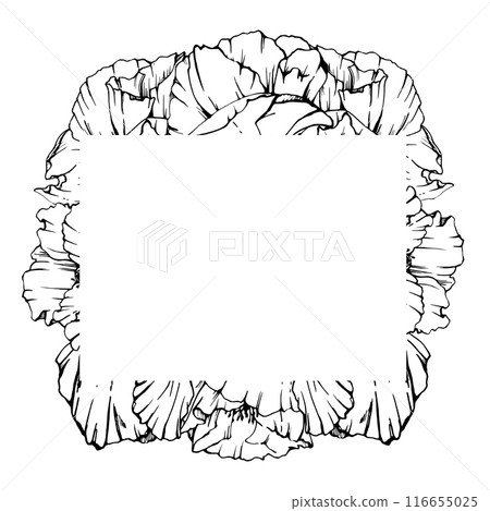 Hand drawn vector graphic botanical illustration flowers leaves. Red poppy papaver, stems buds seedpods. Border frame isolated on white background. Design wedding, cards, remembrance day stationery. Hand drawn vector graphic botanical illustration flowers leaves. Red poppy papaver, stems buds seedpods. Border frame isolated on white background. Design wedding, cards, remembrance day stationery. 116655025