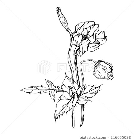 Hand drawn vector graphic botanical illustration flowers leaves. Red poppy papaver, stems buds seedpods. Field bouquet isolated on white background. Design wedding, cards, remembrance day stationery Hand drawn vector graphic botanical illustration flowers leaves. Red poppy papaver, stems buds seedpods. Field bouquet isolated on white background. Design wedding, cards, remembrance day stationery 116655028