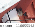 Squirre 116655348