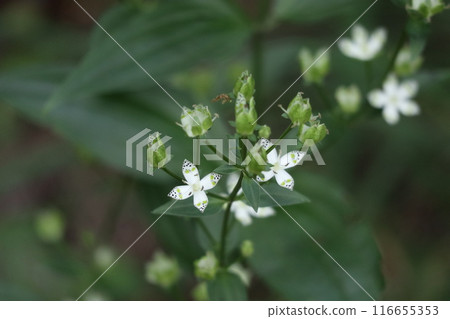 曙莊有著可愛的花朵圖案。 116655353