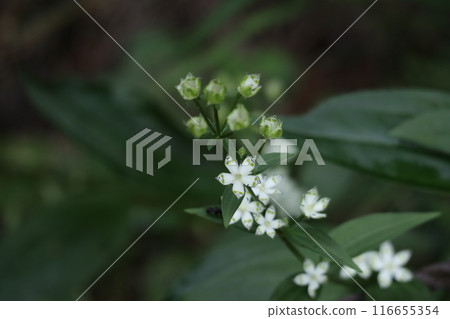 Cute little Akebonosou flowers and buds 116655354
