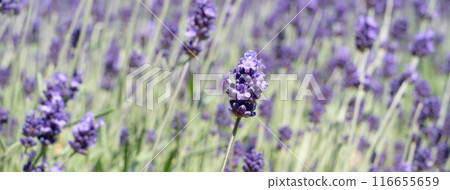 薰衣草 花園 開花 植物 夏天 lavender garden summer ラベンダー 116655659
