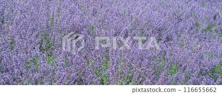 薰衣草 花園 開花 植物 夏天 lavender garden summer ラベンダー 116655662