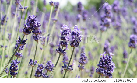 薰衣草 花園 開花 植物 夏天 lavender garden summer ラベンダー 116655664