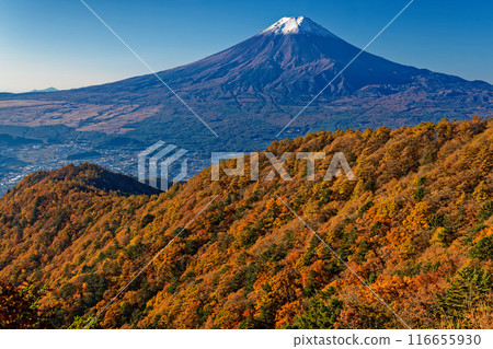 從光峠眺望白雪皚皚的富士山,秋天的紅葉 從光峠眺望白雪皚皚的富士山,秋天的紅葉 116655930