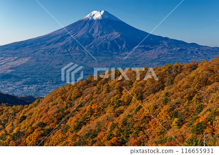 從光峠眺望白雪皚皚的富士山,秋天的紅葉 從光峠眺望白雪皚皚的富士山,秋天的紅葉 116655931