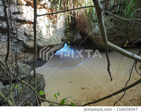薄沼森林風景（宮古島/伊良部島）3 116656047