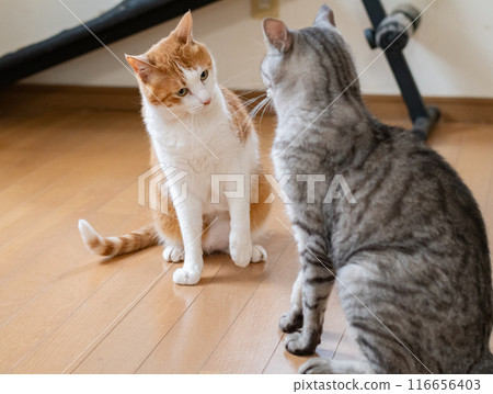 Two cats glaring at each other Two cats glaring at each other 116656403