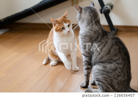 兩隻貓互相怒目而視 116656407