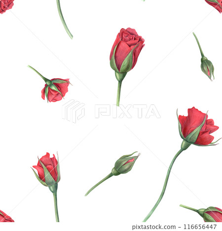 Red roses. Flying single Flowers and buds. Seamless pattern with garden scarlet rose. Blooming flower. Watercolor illustration of summer plants. For wedding design, memorial day 116656447