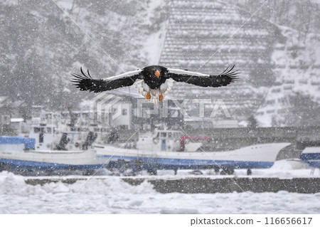 虎頭海雕，一種大翅鳥，飛向知床海岸 116656617