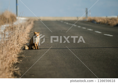 在野付半島空曠的道路上行走的紅狐 116656618