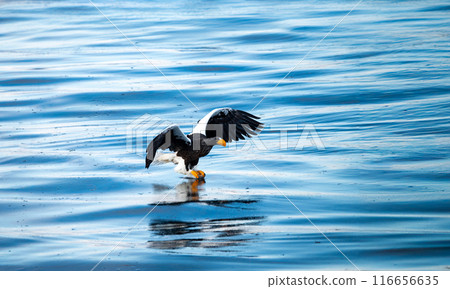 A Steller's sea eagle flies over the cold water and captures its prey A Steller's sea eagle flies over the cold water and captures its prey 116656635