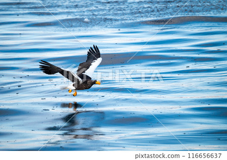 A Steller's sea eagle flies over the cold water and captures its prey A Steller's sea eagle flies over the cold water and captures its prey 116656637