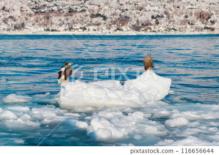 Steller's sea eagles and white-tailed eagles flocking on drift ice in the sea off Shiretoko 116656644