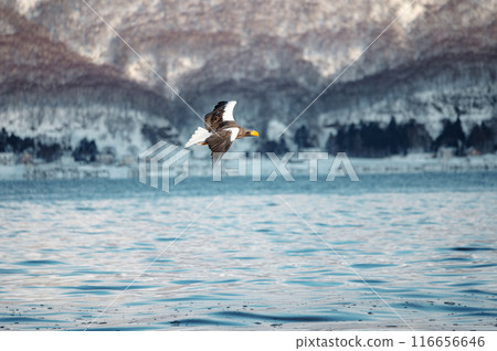 The beautiful Steller's sea eagles soaring over the sea of Shiretoko The beautiful Steller's sea eagles soaring over the sea of Shiretoko 116656646