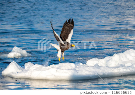 A Steller's sea eagle flies over the cold water and captures its prey 116656655
