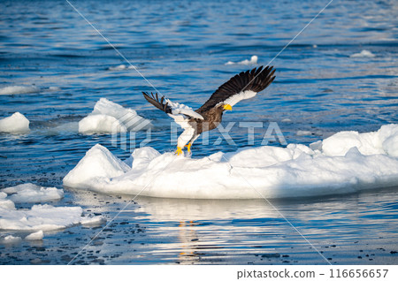 A Steller's sea eagle flies over the cold water and captures its prey 116656657