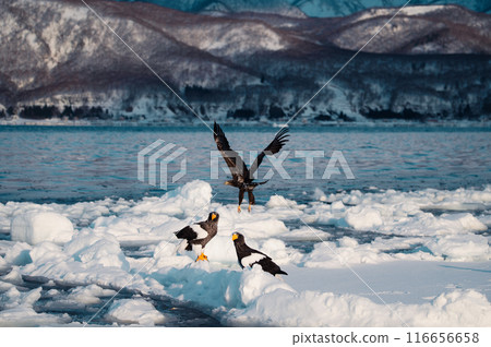 A large-winged bird, the Steller's sea eagle, flies to the coast of Shiretoko A large-winged bird, the Steller's sea eagle, flies to the coast of Shiretoko 116656658