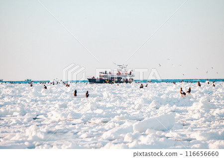 A world where there are sea eagles, boats, and tourists beyond the horizon and drift ice 116656660